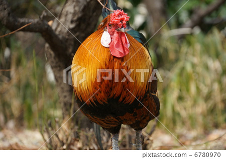 東雞紅雞 東雞紅雞 6780970