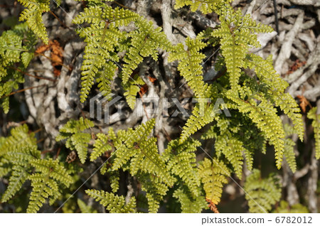 蕨類 蕨類 6782012
