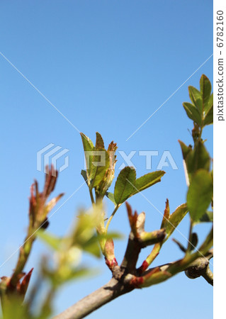 Yellow leaves of Yellow mockybara Yellow leaves of Yellow mockybara 6782160