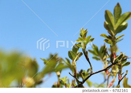 Yellow leaves of Yellow mockybara Yellow leaves of Yellow mockybara 6782161