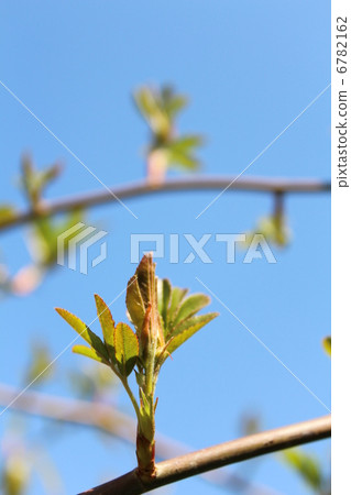 Yellow leaves of Yellow mockybara 6782162