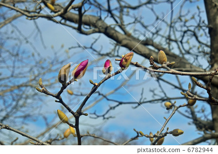 Tree · Magnolia magnolia 6782944