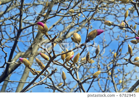 Tree · Magnolia magnolia Tree · Magnolia magnolia 6782945