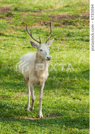 albino deer 6783094