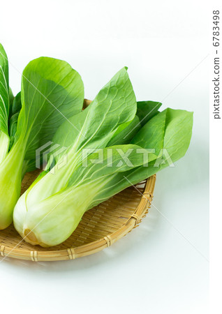 白菜 6783498