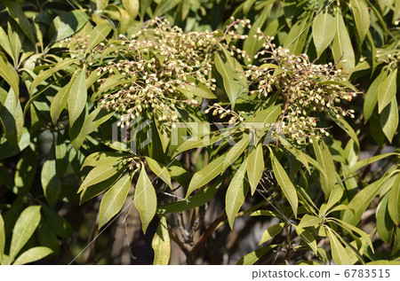 Flower buds of Asebi (caterpillar) 6783515
