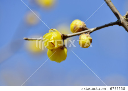 Buds of wax plums 6783538