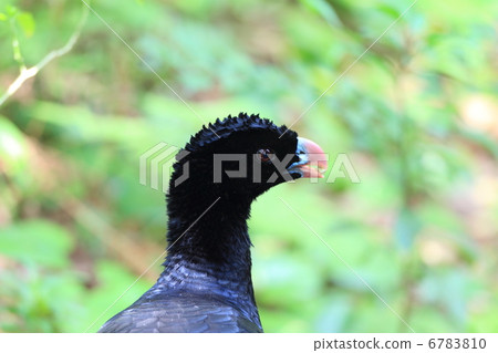 Bald astragalus 6783810