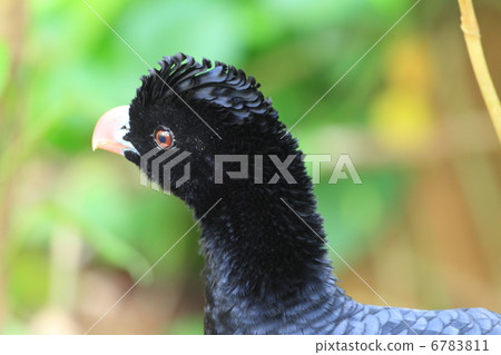 Bald astragalus 6783811