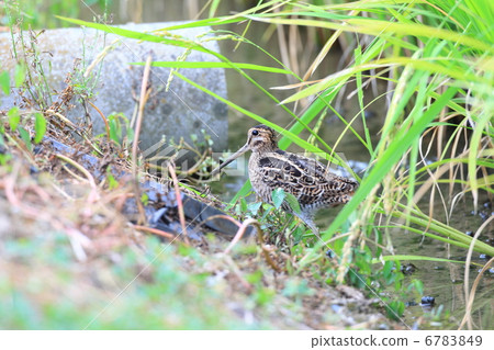 中田鷸 中田鷸 6783849