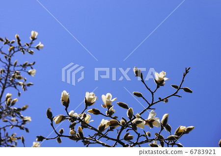 三月花Kobushi和Magnolia家庭23 三月花Kobushi和Magnolia家庭23 6783921
