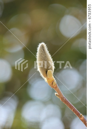 Shiraki lotus bud Shiraki lotus bud 6783955