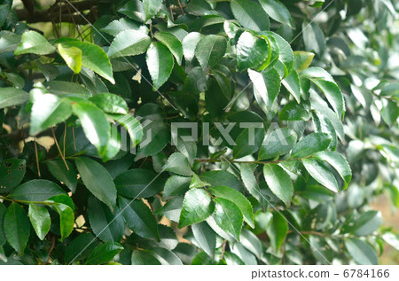 Tree · Sakaki Camellia 6784166