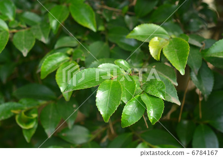 Tree · Sakaki Camellia Tree · Sakaki Camellia 6784167