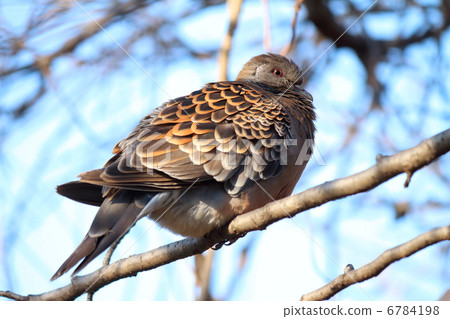 Turtle on the tree 6784198