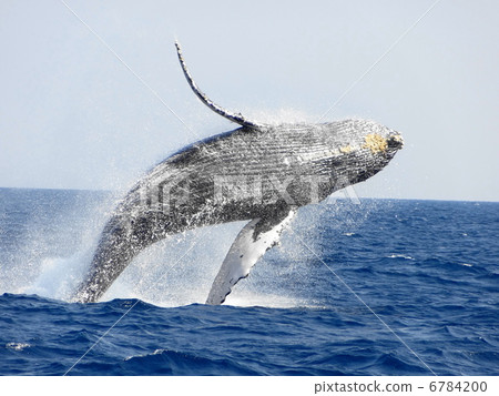 駝背鯨漂白劑 6784200