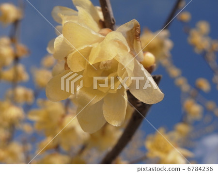 Sosin Rowby image (7) 6784236