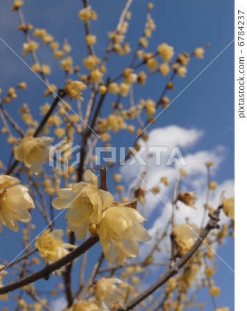 Sosin Rowby image (8) 6784237