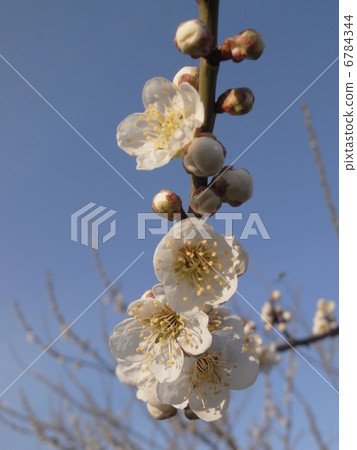 White plum · image (4) 6784344