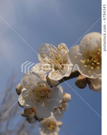 White plum · image (5) 6784345