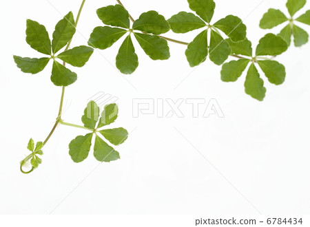 Background of Pursenosissus 'Sugar Bine' of Vine Background of Pursenosissus 'Sugar Bine' of Vine 6784434