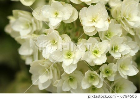 Kashiwaba繡球花 Kashiwaba繡球花 6784506