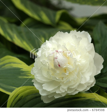 牡丹 牡丹 6784508