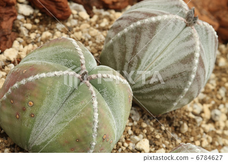 Shun Feng Ball Shun Feng Ball 6784627