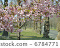 Kawazu cherry tree blooming in Tokyo 6784771