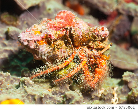 Hairy red hermit crab Hairy red hermit crab 6785001