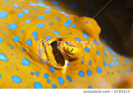 Bluespotted stingray 6785013