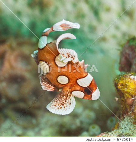 Juvenile harlequin sweetlips 6785014