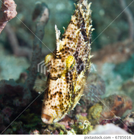 Tropical fish Filefish 6785016