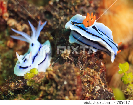 Nudibranches 6785017