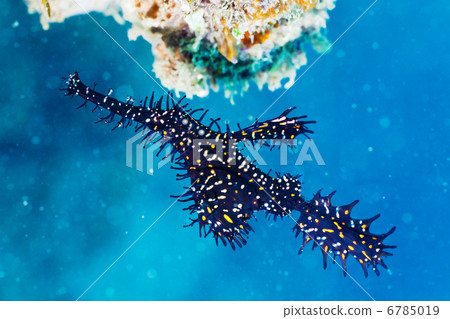 Ghost pipefish 6785019