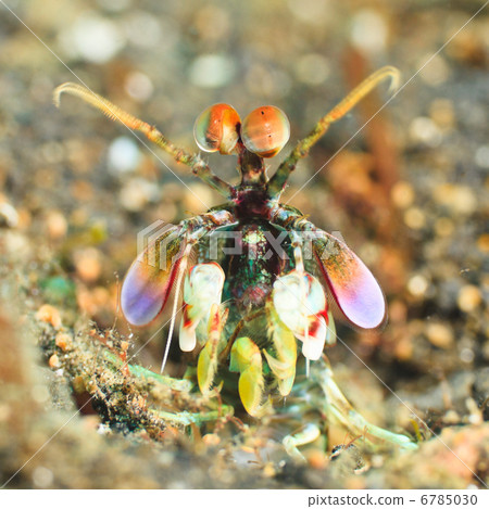 Mantis shrimp 6785030