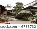Pine 6785732