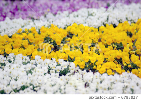 Pansy flower bed 6785827