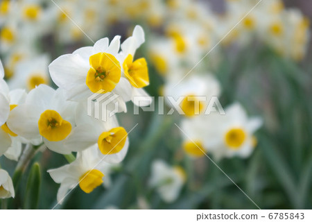 Narcissus 6785843