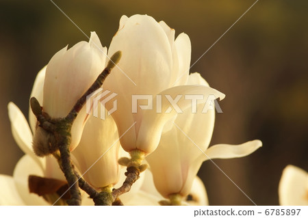 Magnolia flowers Magnolia flowers 6785897