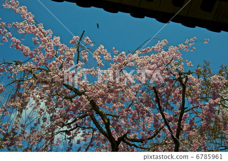 Cherry blossoms at Todaiji (Shoji Town, Nara City / Nara prefecture) Cherry blossoms at Todaiji (Shoji Town, Nara City / Nara prefecture) 6785961