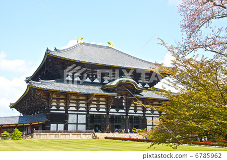 東大寺和櫻花的“佛像”（日本奈良市/奈良縣） 6785962