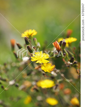 Onita Birako 6786047