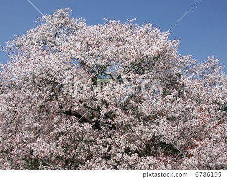 Cherry tree in full bloom  6786195