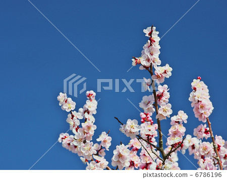 粉紅色的梅花 6786196