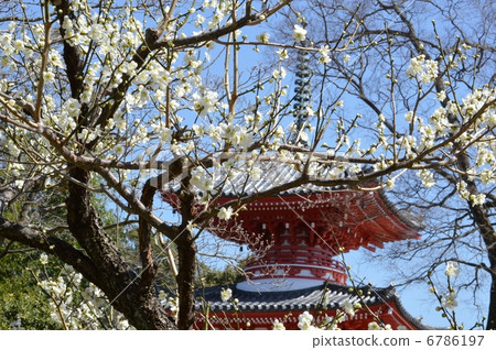 塔和白梅 6786197