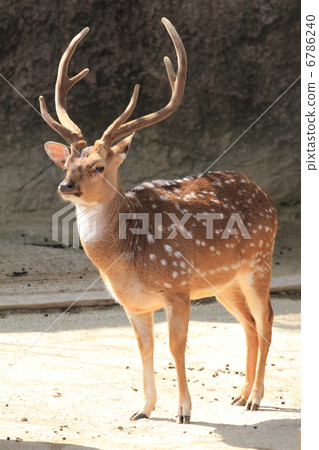 Male Axisikica 6786240