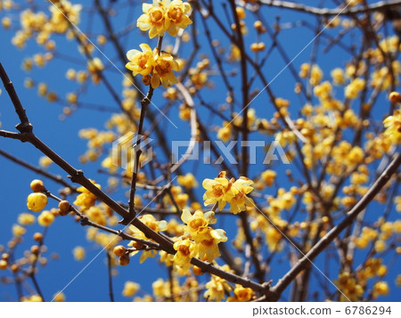 Wax plum Wax plum 6786294