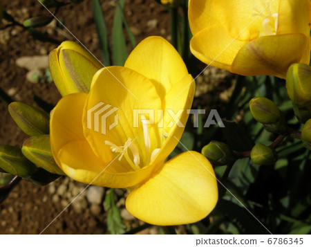 Freesia Freesia 6786345