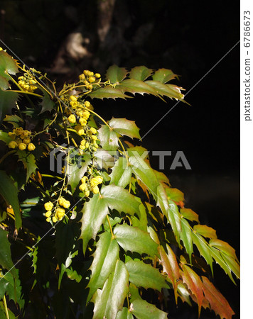 Heiraginanten 6786673